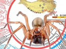 李枢强研究组对于青藏高原蜘蛛的研究成果发表在Systematic Biology