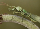 奇翅目Alienoptera昆虫奇特交配行为的发现